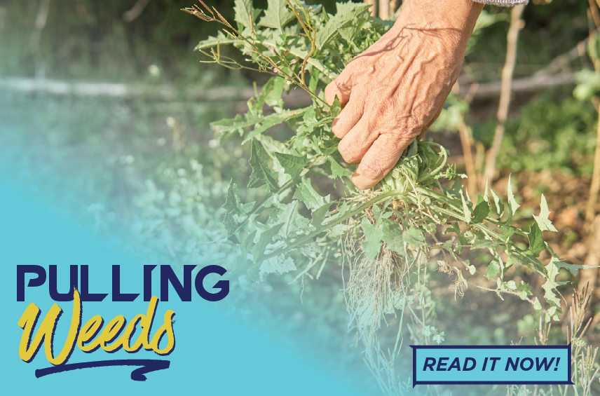 Blog post graphic featuring a close up of a person s hand pulling a large leafy green weed with roots from the ground Overlaid text reads PULLING Weeds with a READ IT NOW button in the bottom right corner